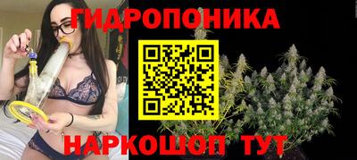 стафф Гай
